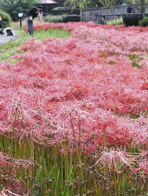 ヒガンバナ 秋模様 呉羽山公園で見頃 北陸中日新聞web