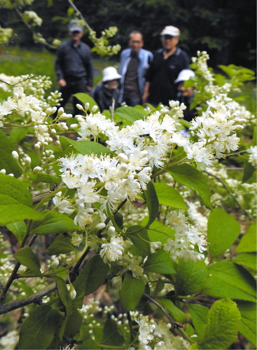 51 天然山採り　サワフタギ 山採り サワフタギ 【公式通販】 山採り サワフタギ