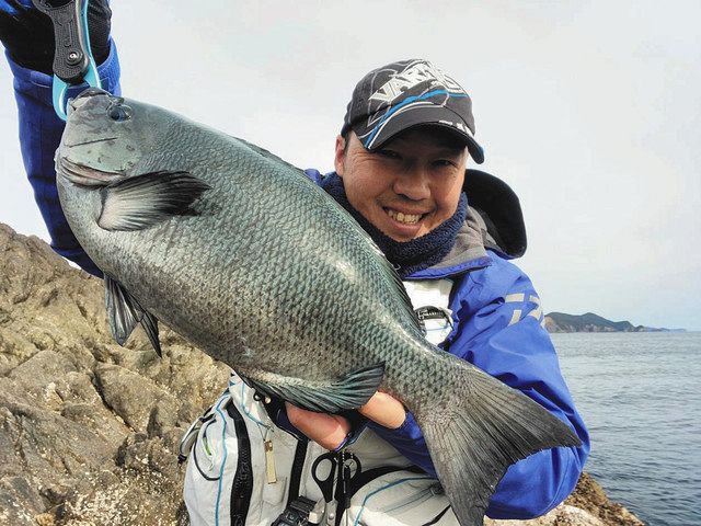 白子入り見事な魚体 口太グレ47センチ 三重県南伊勢町 贄浦の磯 中日スポーツ 東京中日スポーツ 白子入り見事な魚体 口太グレ47センチ 三重県南伊勢町 贄浦の磯 中日スポーツ 東京中日スポーツ
