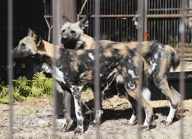 絶滅危惧種のリカオンが仲間入り 浜松市動物園 中日新聞しずおかweb