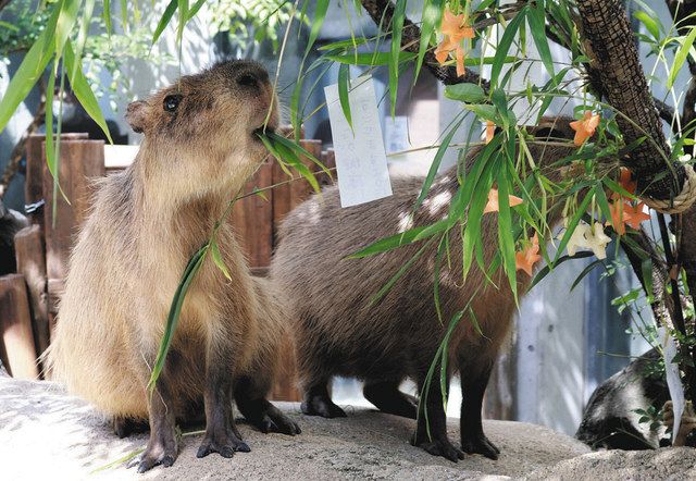 ササをもぐもぐ七夕気分 アクア トトぎふのカピバラ 中日新聞web