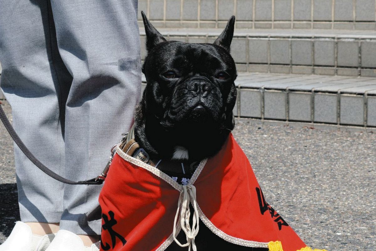 岐阜県内初のフレンチブル警察犬、名前は「オレオ」よろしくね