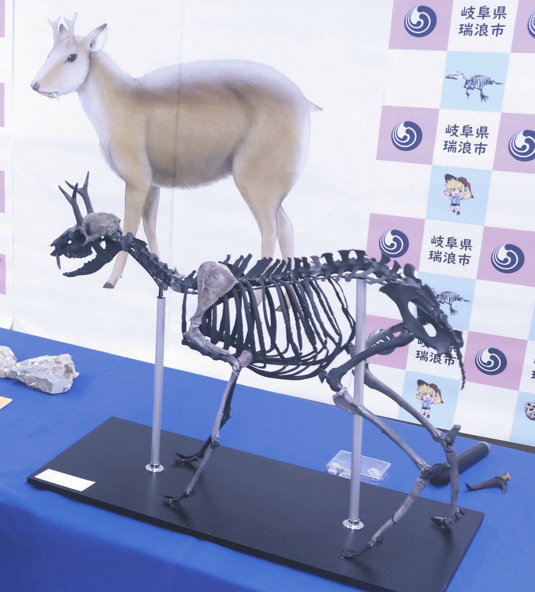 ミズナミジカの復元骨格（手前）とイメージ。骨格の色の薄い部分が化石で見つかった＝30日、岐阜県瑞浪市化石博物館で