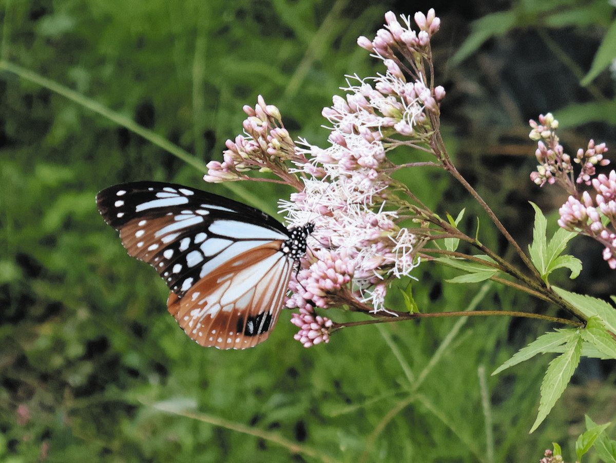 フジバカマの蜜を吸うアサギマダラ＝恵那市明智町で
