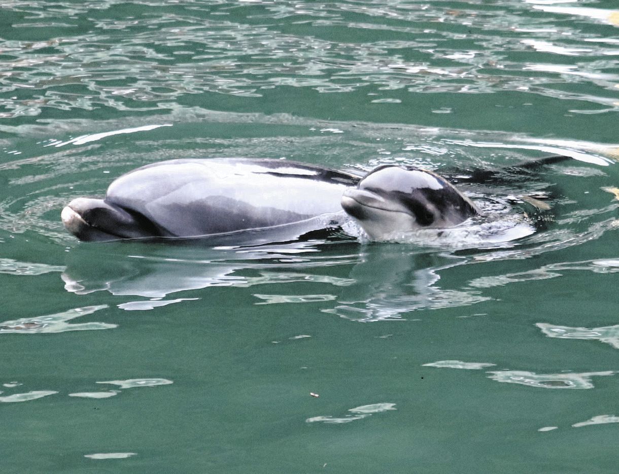 イルカの赤ちゃん人気 下田海中水族館：中日新聞しずおかWeb