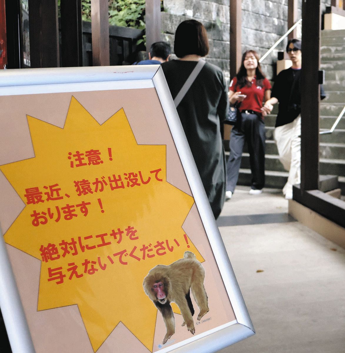 観光客が相次いでサルに襲われる 福井のレインボーライン山頂公園で計
