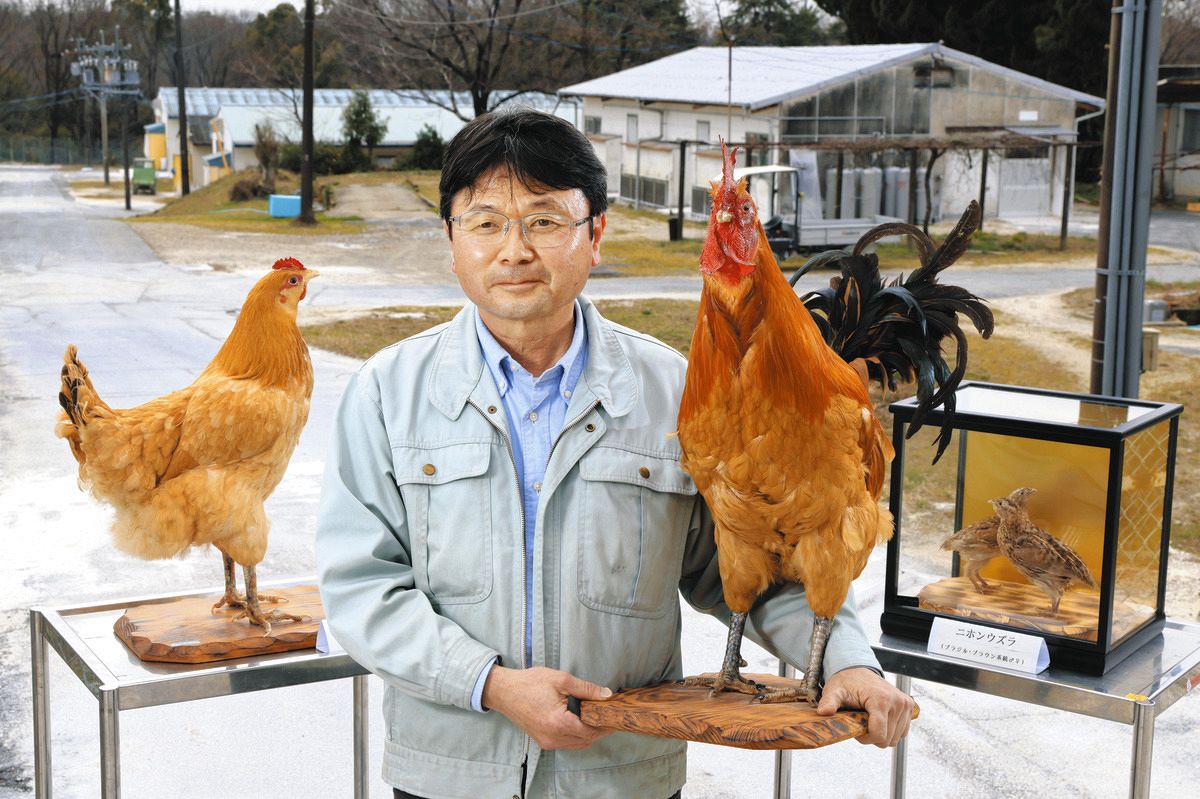 名古屋コーチン、ウズラの品種改良 愛知県農業総合試験場養鶏研究室長