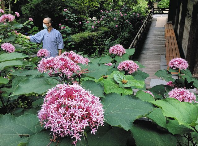 まるでピンクの手まり 湖南 長寿寺でボタンクサギの花見頃 中日新聞web