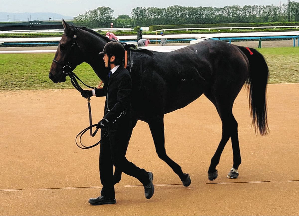 砂の大物候補ヤマニンウルス、休み明けも楽勝で無傷の3連勝 ルメール