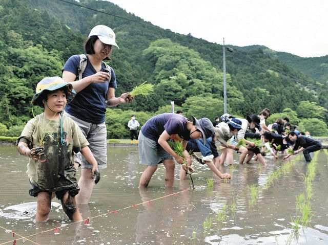 美杉清流米」を身近に感じて 津で消費者ら田植え体験：中日新聞Web