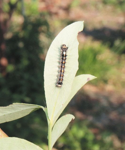 石川 能登ブルーベリー 実った防虫 マイマイガ再発生はねのけ 生産回復へ 北陸中日新聞web