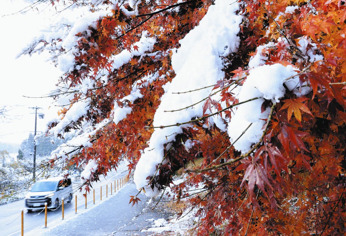 初雪 津市で初雪観測、平年より20日早く いなべ市では一面真っ白に：中日新聞Web
