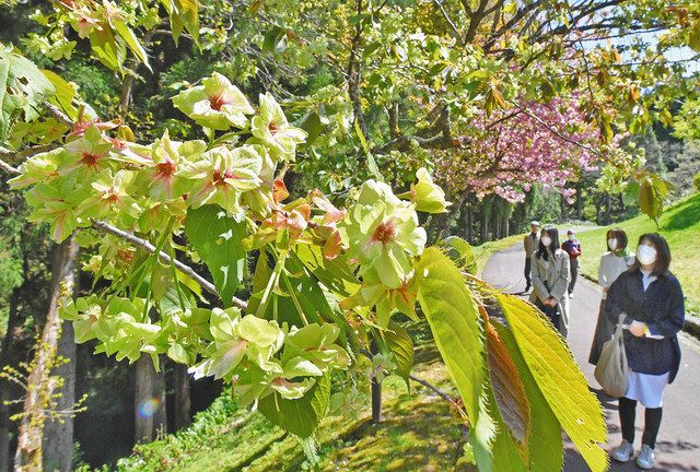 愛らしい御衣黄、八重桜と仲良く 池田で満開：中日新聞Web