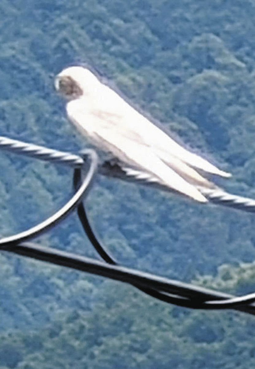 白いツバメに会えて幸せ 度会で目撃情報：中日新聞Web 