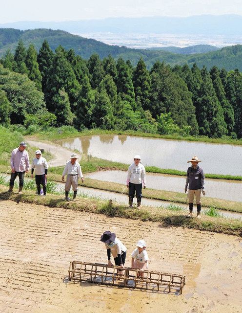 棚田の苗植え手作業で：日刊県民福井Web