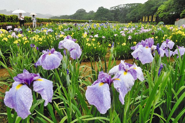 ハナショウブ艶やか あわら市 日刊県民福井web