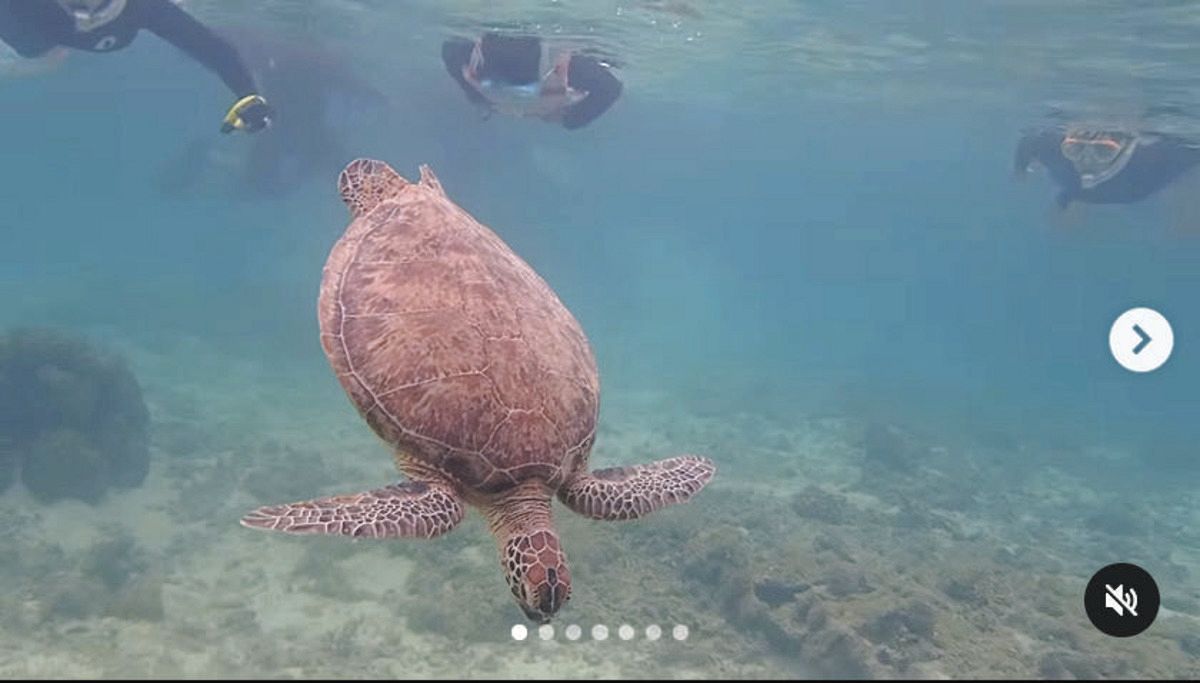 ◇大竹しのぶ、透明度の高い水中でウミガメと遊泳【写真】：中日
