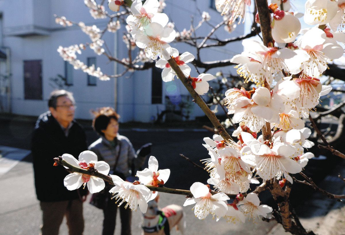 甘い香りを漂わせる梅の花＝安八町外善光の安八百梅園で