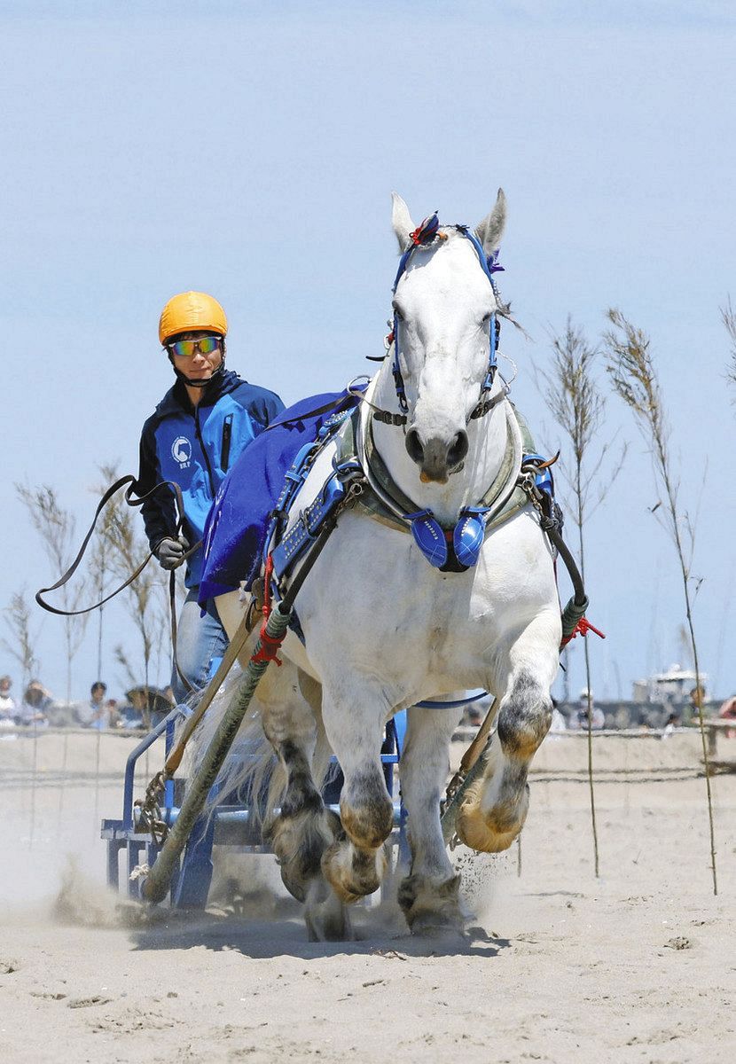 動画】大迫力で砂浜を駆け抜ける 静岡県牧之原市で「さがら草競馬