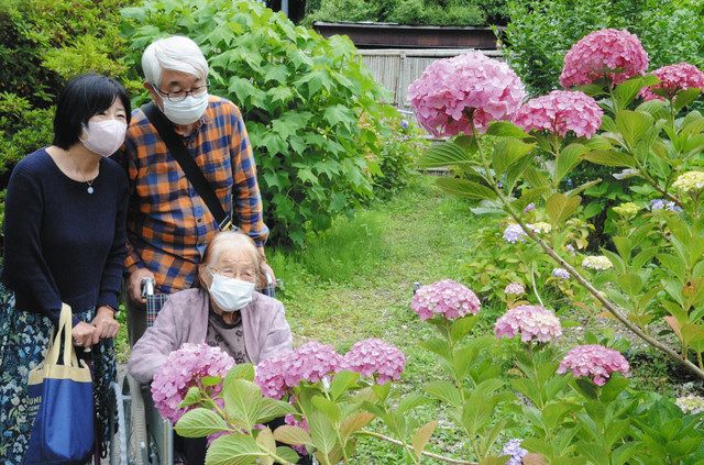 アジサイ庭園 見応え 牧之原の 大鐘家 中日新聞しずおかweb