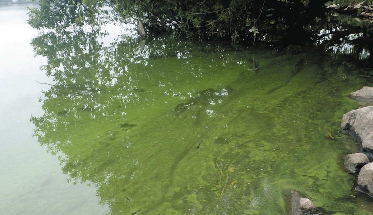 琵琶湖最大の内湖・西の湖でアオコ今年初確認：中日新聞Web