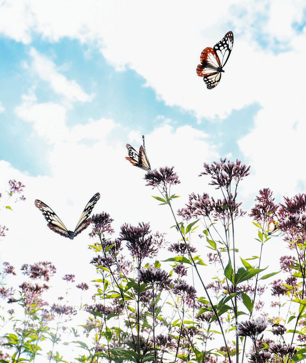 旅をするチョウ」アサギマダラ、津市内各地に飛来：中日新聞Web