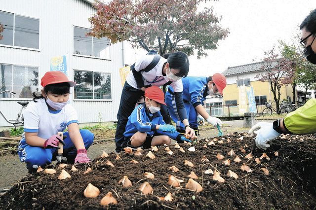 来年のフェア目に浮かべ 砺波で児童 チューリップ球根植える 北陸中日新聞web