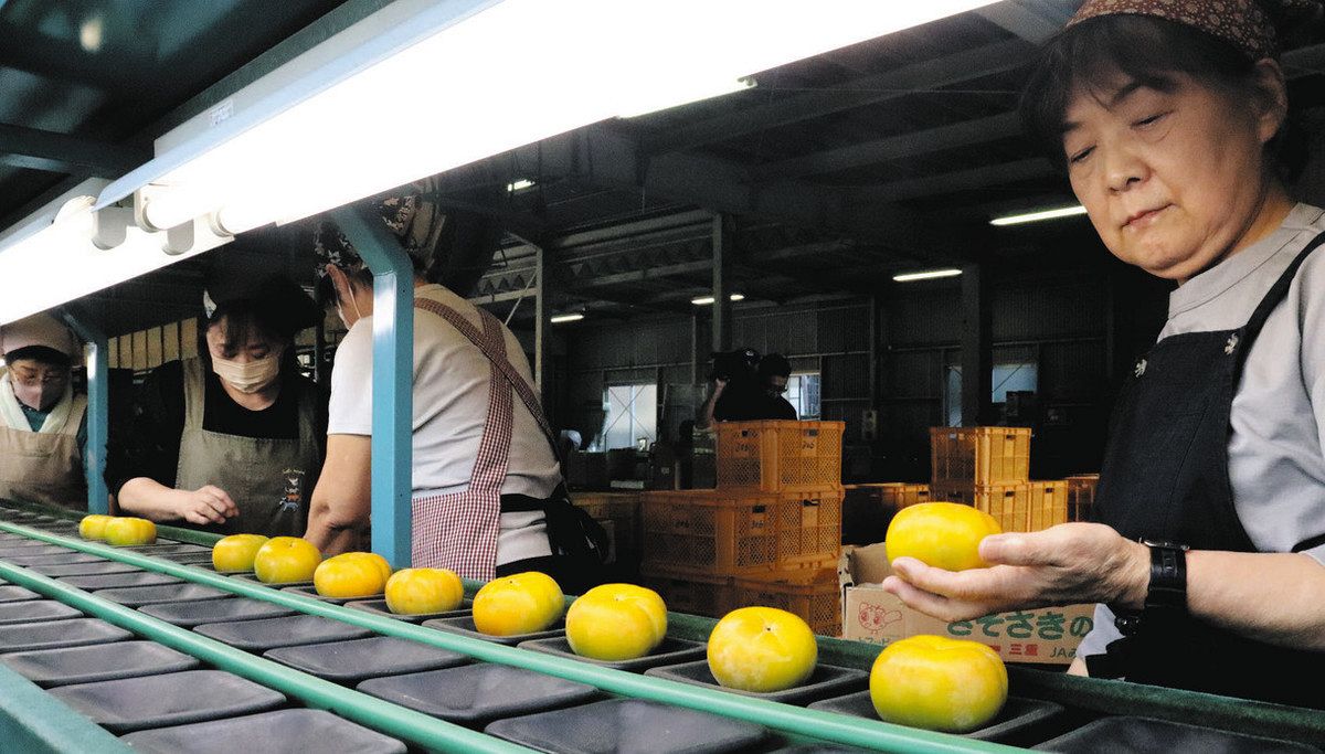 出荷を迎えた「蓮台寺柿」。生産者と出荷量は年々減少しているが、持続可能な生産を目指してさまざまな施策も進んでいる＝伊勢市藤里町のJA伊勢共同選果場で
