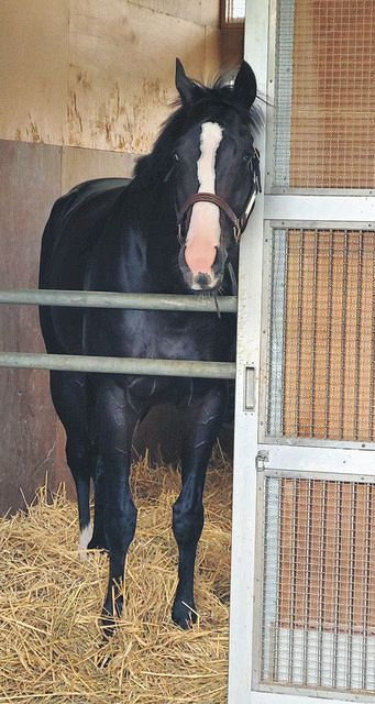 イクイノックス　　鬣 イクイノックス 鬣 イクイノックス 鬣 イクイノックス (Equinox