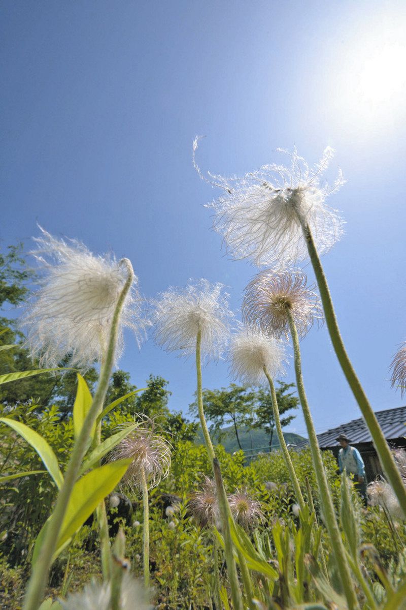 綿毛飛び立つ オキナグサ 大野：日刊県民福井Web