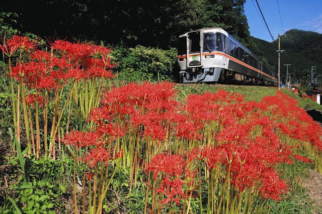 たぴたぴ JR東海HC85系「ひだ1号」新型特急車両に乗って高山へ - 乗り心地は