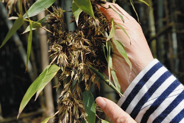 「60年か120年に1度」 日進で竹の花:中日新聞Web
