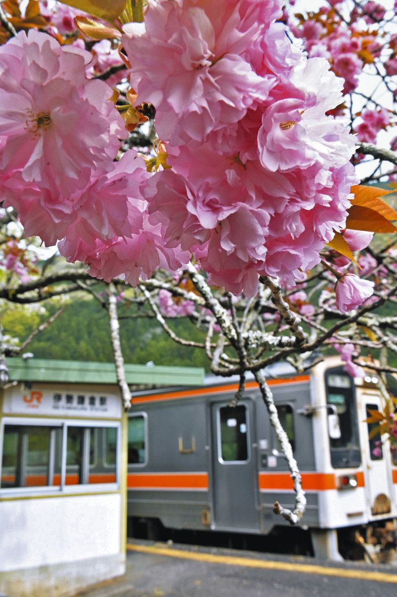 亡き母と眺めた八重桜 読者からの便りで伊勢鎌倉駅へ：中日新聞Web