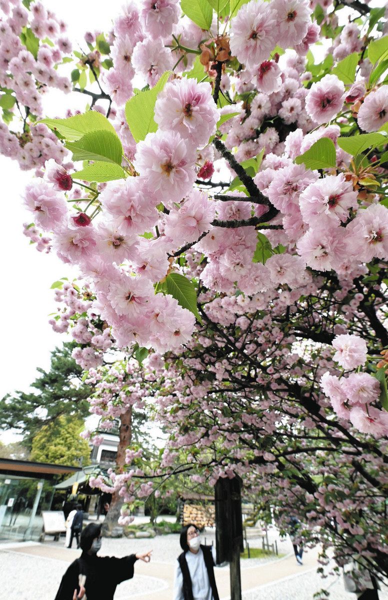金沢・尾山神社で菊桜見頃：北陸中日新聞Web