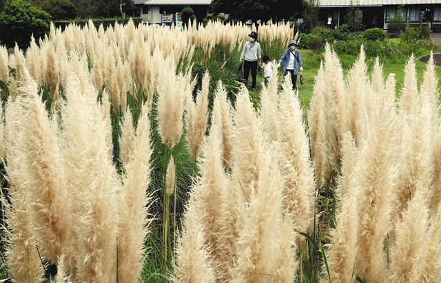 黄金色の波 秋風に揺れ 吉田で パンパスグラス 見頃 中日新聞しずおかweb