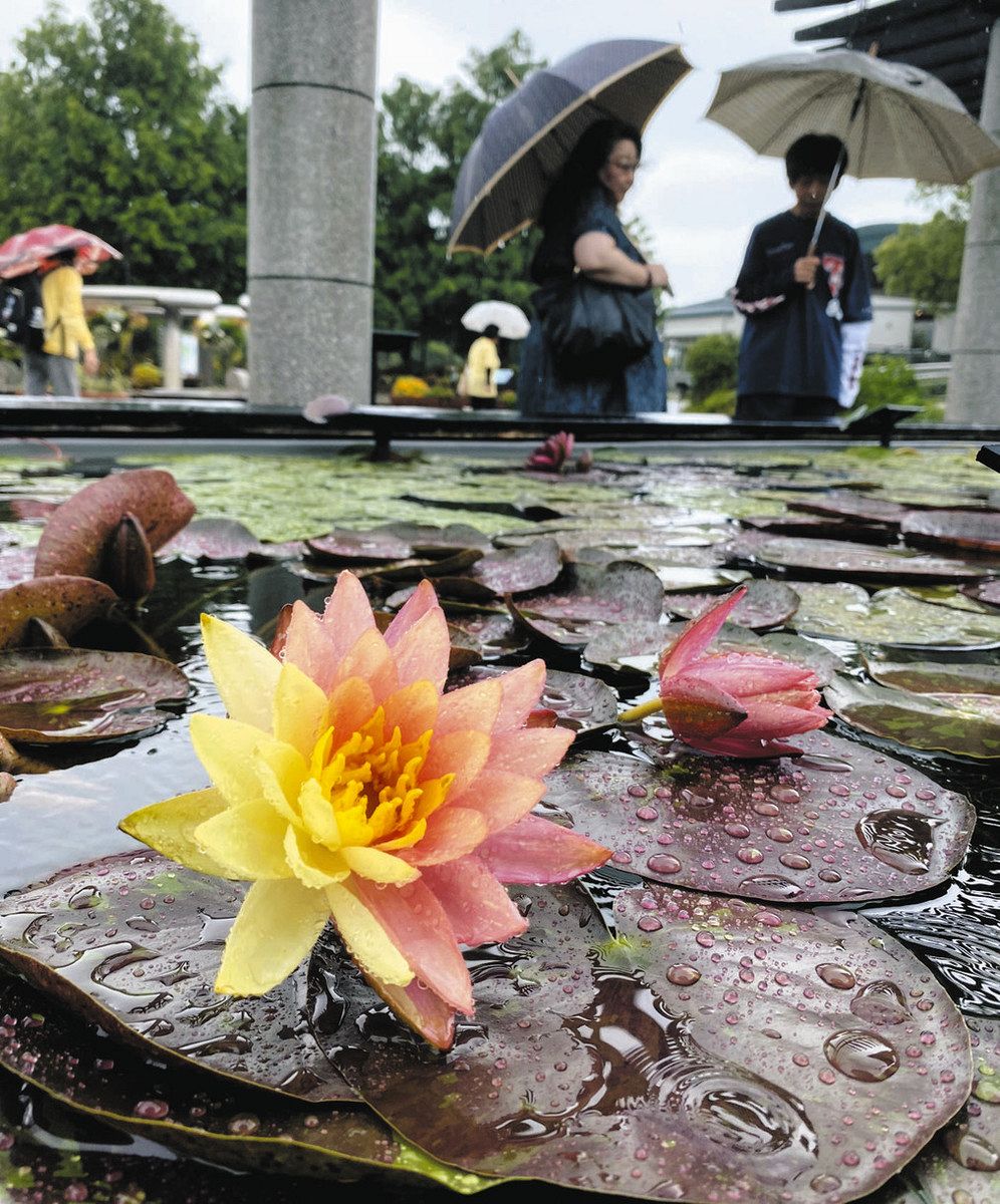 2色咲きのスイレンが見頃 草津・みずの森：中日新聞Web