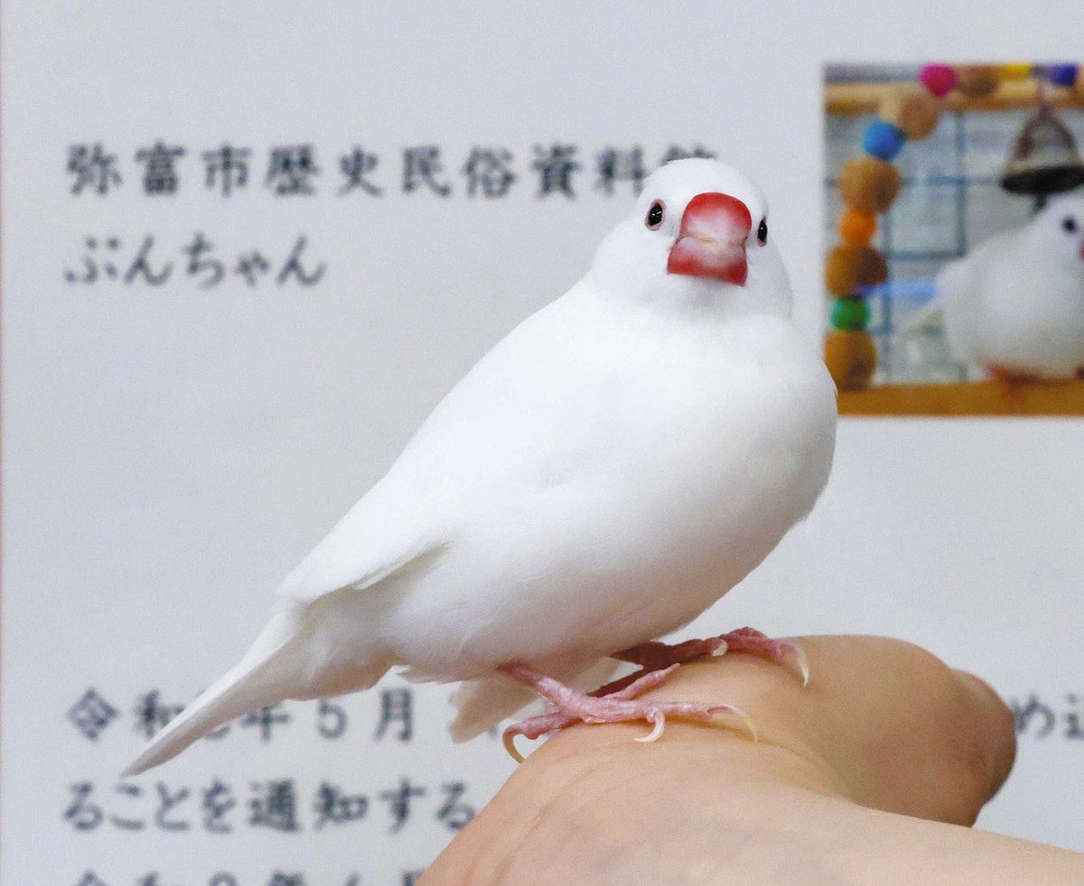 白文鳥「ぶんちゃん」空に旅立つ、弥富市歴史民俗資料館「名誉館鳥