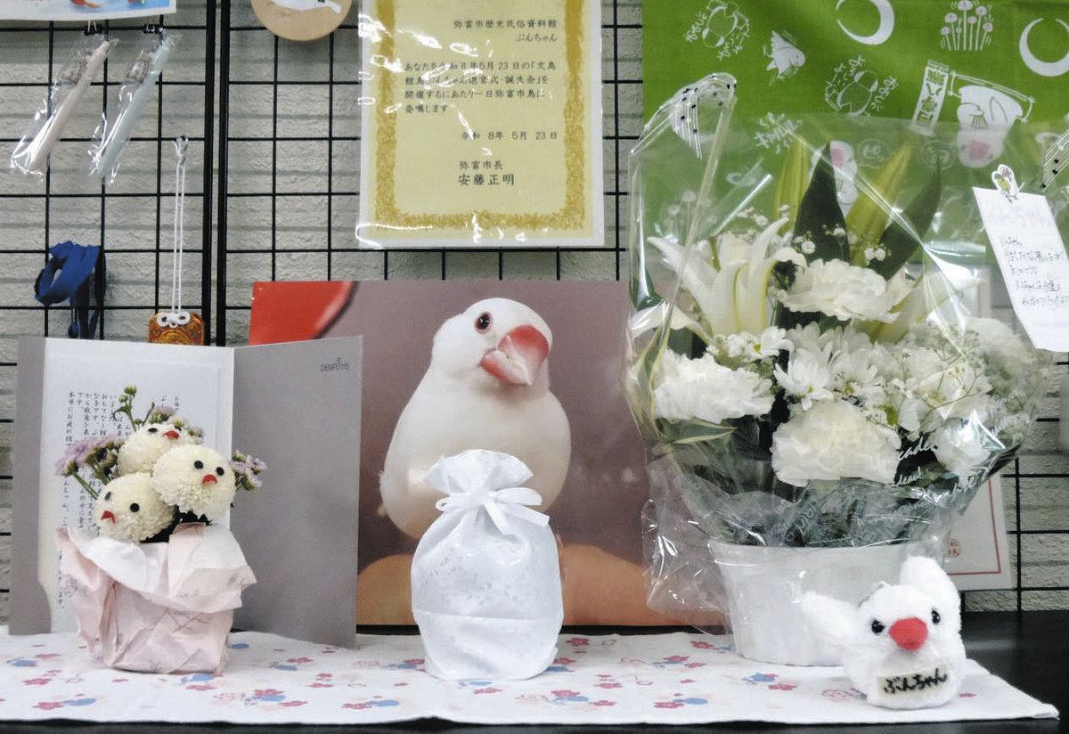 白文鳥「ぶんちゃん」空に旅立つ、弥富市歴史民俗資料館「名誉館鳥