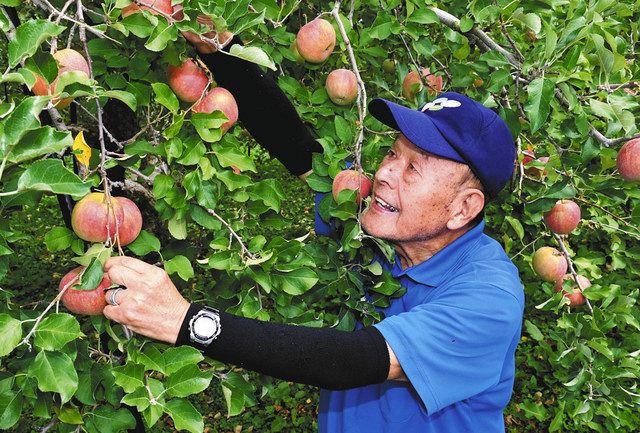 リンゴ農家、たくましく実り 長野・長沼地区、台風19号被害から2年