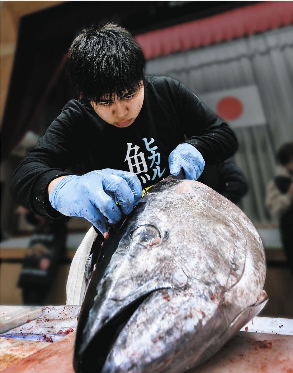 幼少のころ海で見た跳ねるボラがきっかけ 世界一の魚類剥製師目指す18