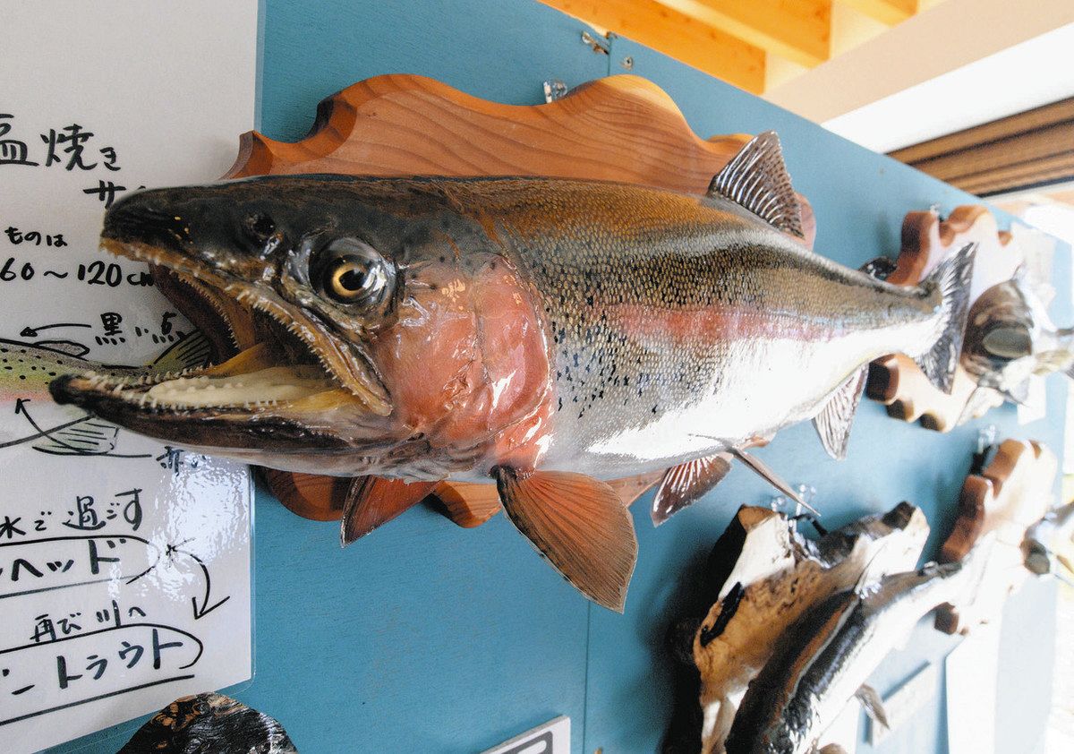 幼少のころ海で見た跳ねるボラがきっかけ 世界一の魚類剥製師目指す18