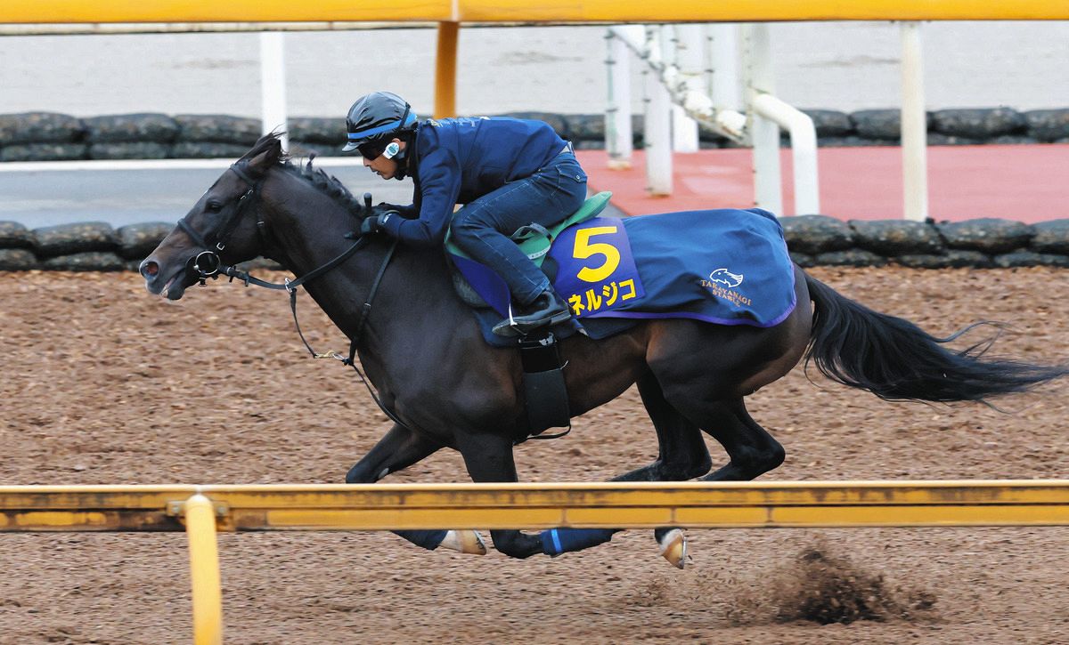 菊花賞】エネルジコは栗東CWを流して調整 佐藤助手「疲れはないですし 