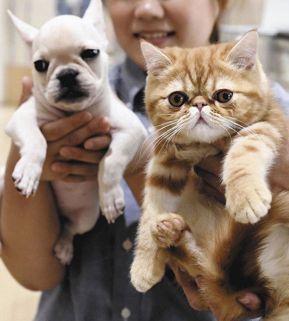 ペット高騰 さらに続く コロナ禍 需要が増加 中日新聞web ペット高騰 さらに続く コロナ禍 需要が増加 中日新聞web