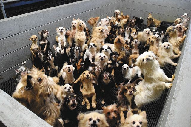 福井県の販売業者が過密飼育していた犬 ＝２０１７年１２月ごろ（日本動物福祉協会提供） 