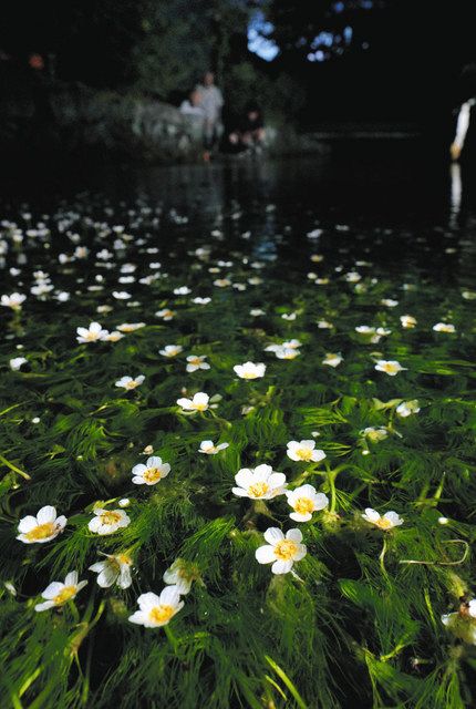 きらめくバイカモ 米原・地蔵川でライトアップ始まる：中日新聞Web