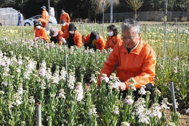 色とりどりの花畑へ摘みに来て ５ ６日に田原でプレオープン 中日新聞web