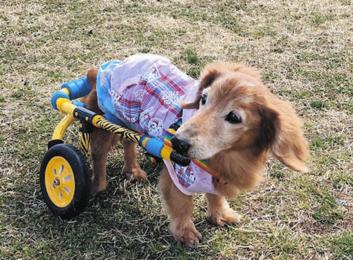 走る喜びをもう一度、一宮発「犬用車いす」に注文殺到 作っては営業