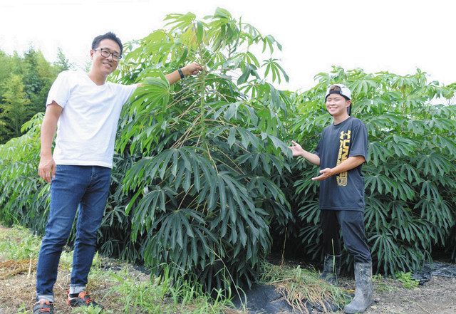 キャッサバ 直売 [愛知 豊川から 岡崎、豊橋、豊田、豊川