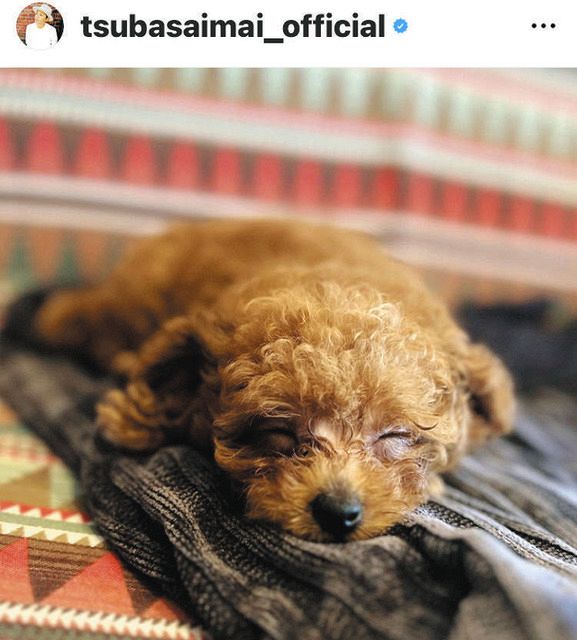 写真】今井翼、愛犬の寝顔投稿「プーさん。Zzz…」：中日スポーツ