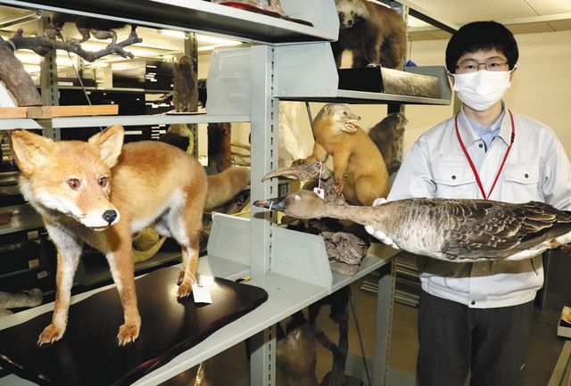 永眠の動物 剥製で目覚め 小松市立博物館と愛好家 今回はカワウ 北陸中日新聞web 永眠の動物 剥製で目覚め 小松市立博物館と愛好家 今回はカワウ 北陸中日新聞web
